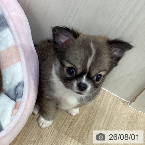 チワワの写真