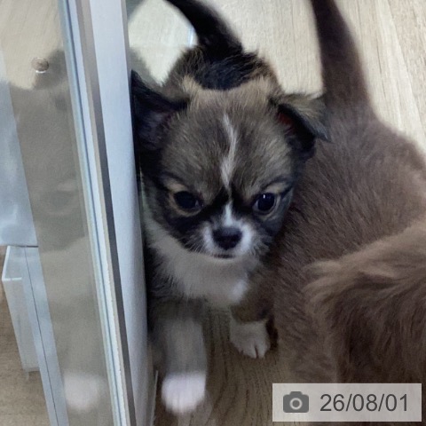 チワワの写真