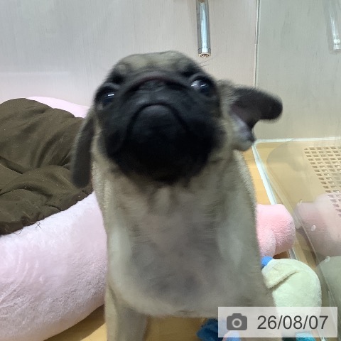 山梨県のパグ (ペットプラス 甲府昭和店/2026年5月31日生まれ/女の子/フォーン)の子犬の4枚目の画像