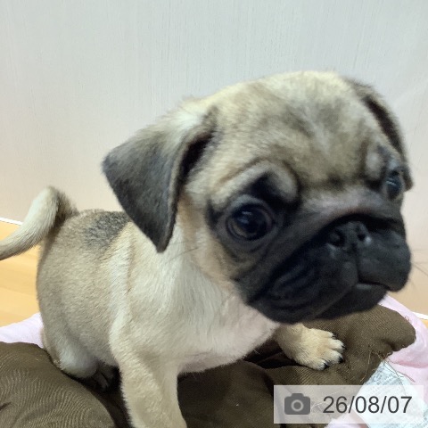 山梨県のパグ (ペットプラス 甲府昭和店/2026年5月31日生まれ/女の子/フォーン)の子犬の3枚目の画像