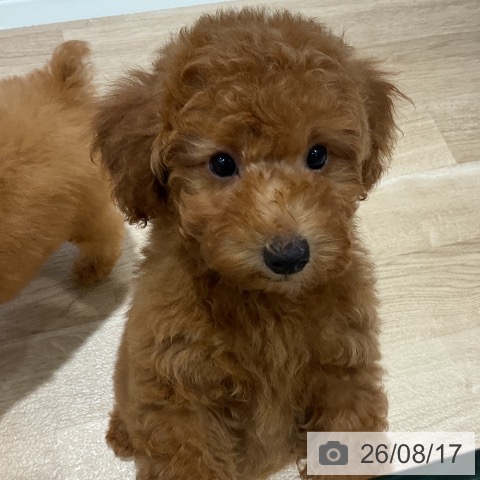 千葉県のトイプードル(トイ) (ペットプラス 木更津店/2026年5月31日生まれ/男の子/レッド)の子犬の4枚目の画像
