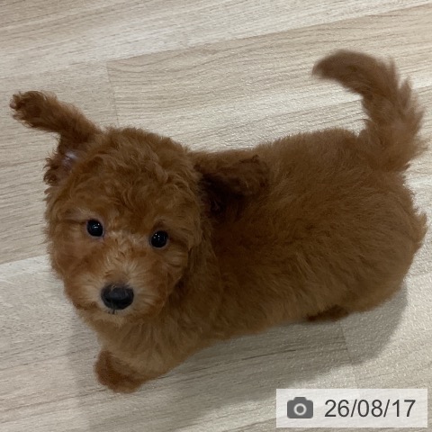 千葉県のトイプードル(トイ) (ペットプラス 木更津店/2026年5月31日生まれ/男の子/レッド)の子犬の3枚目の画像
