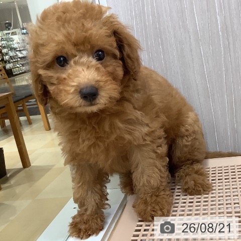 長野県のトイプードル(トイ) (ペットプラス 松本店/2026年5月31日生まれ/男の子/レッド)の子犬の4枚目の画像