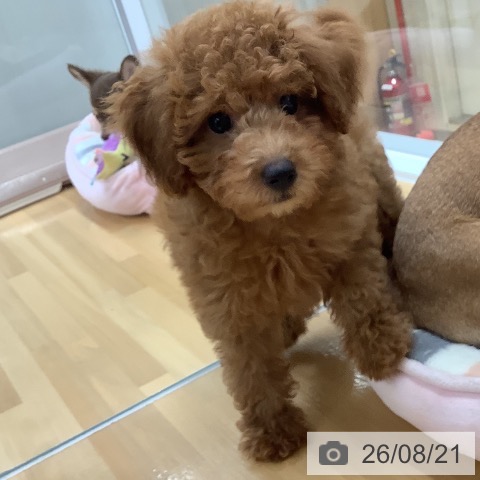 長野県のトイプードル(トイ) (ペットプラス 松本店/2026年5月31日生まれ/男の子/レッド)の子犬の3枚目の画像