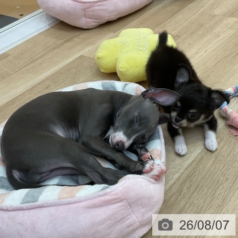 チワワの写真