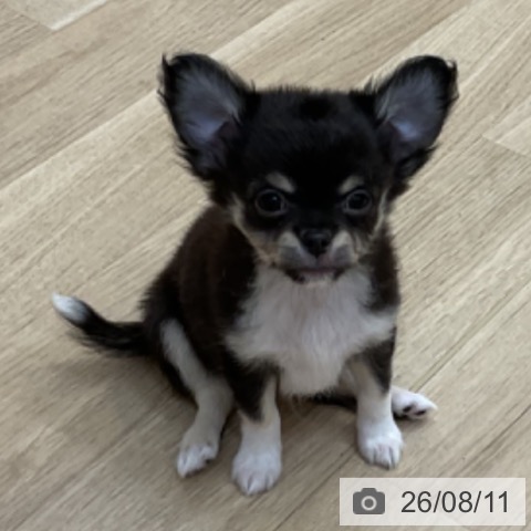 チワワの写真