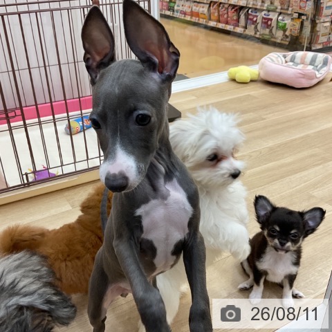 チワワの写真