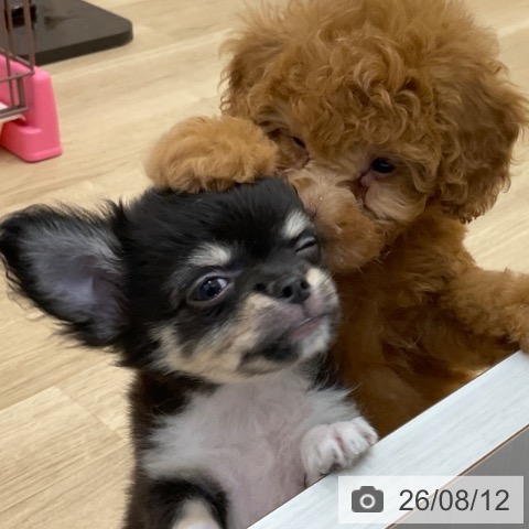 チワワの写真