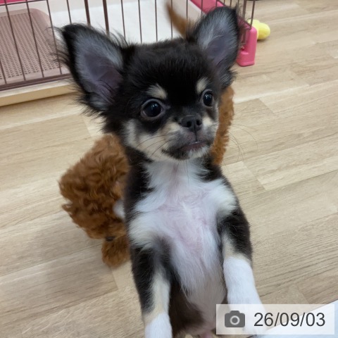 チワワの写真
