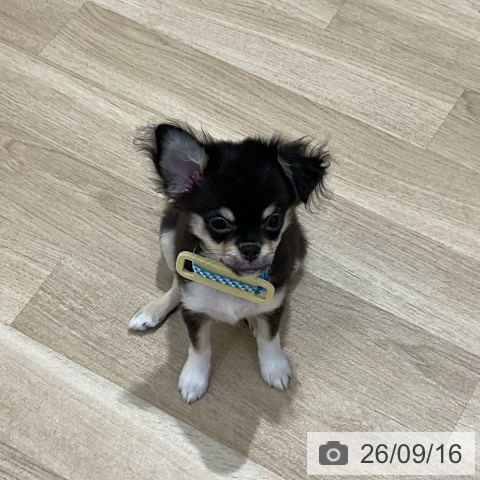 チワワの写真