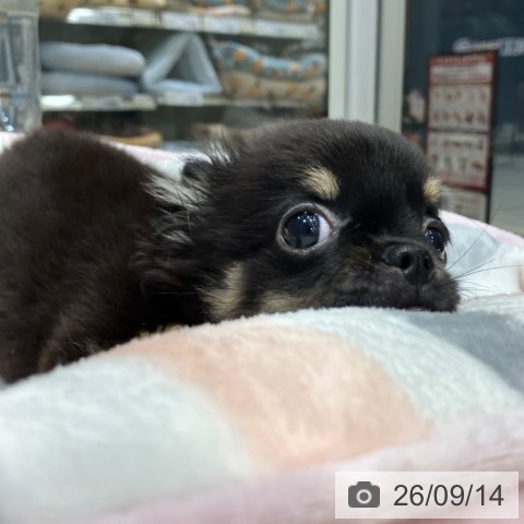 千葉県のチワワ(ロング) (ペットプラス 柏店/2026年6月1日生まれ/男の子/ブラックタンホワイト)の子犬の4枚目の画像