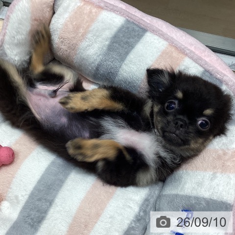 千葉県のチワワ(ロング) (ペットプラス 柏店/2026年6月1日生まれ/男の子/ブラックタンホワイト)の子犬の4枚目の画像