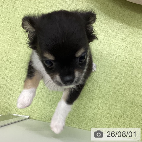 チワワの写真
