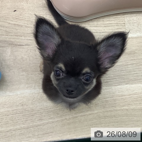千葉県のチワワ(ロング) (ペットプラス 船橋店/2026年5月27日生まれ/女の子/ブラックタン)の子犬の4枚目の画像