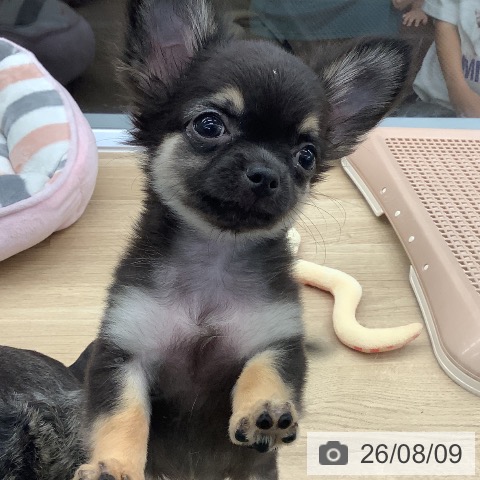 千葉県のチワワ(ロング) (ペットプラス 船橋店/2026年5月27日生まれ/女の子/ブラックタン)の子犬の3枚目の画像