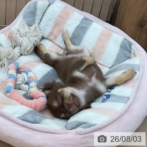 チワワの写真