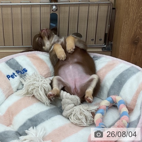 チワワの写真