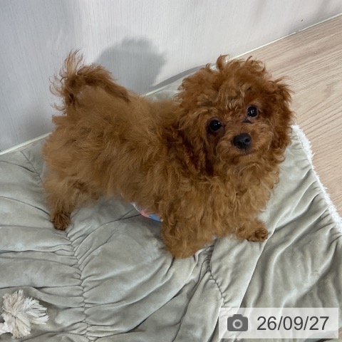 千葉県のトイプードル(トイ) (ペットプラス 柏店/2026年5月27日生まれ/男の子/レッド)の子犬の4枚目の画像