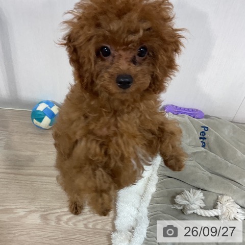 千葉県のトイプードル(トイ) (ペットプラス 柏店/2026年5月27日生まれ/男の子/レッド)の子犬の3枚目の画像