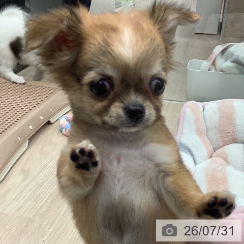 チワワの写真