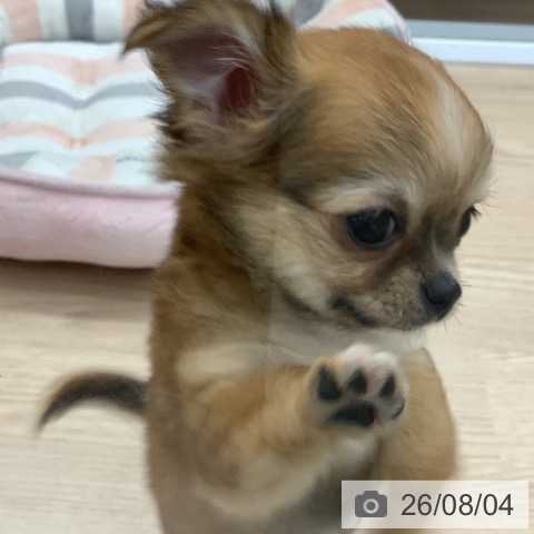 チワワの写真