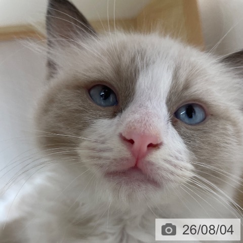 長野県のラグドール (ペットプラス 須坂店/2026年6月1日生まれ/男の子/シールポイントバイカラー)の子猫の4枚目の画像