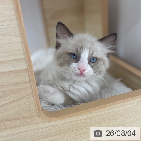 長野県のラグドール (ペットプラス 須坂店/2026年6月1日生まれ/男の子/シールポイントバイカラー)の子猫の3枚目の画像