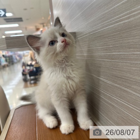 東京都のラグドール (ペットプラス 板橋店/2026年6月1日生まれ/女の子/ブルーポイントバイカラー)の子猫の4枚目の画像