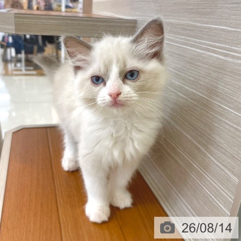 東京都のラグドール (ペットプラス 板橋店/2026年6月1日生まれ/女の子/ブルーポイントバイカラー)の子猫の4枚目の画像