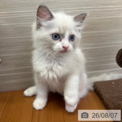 東京都のラグドール (ペットプラス 板橋店/2026年6月1日生まれ/女の子/ブルーポイントバイカラー)の子猫の3枚目の画像