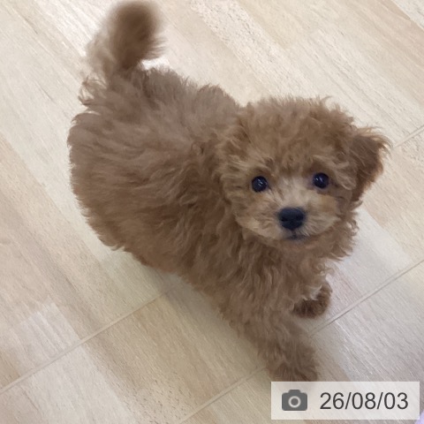 埼玉県のトイプードル(トイ) (ペットプラス 羽生店/2026年5月30日生まれ/男の子/レッド)の子犬の4枚目の画像