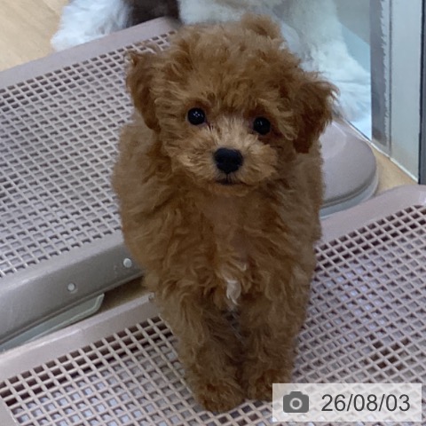 埼玉県のトイプードル(トイ) (ペットプラス 羽生店/2026年5月30日生まれ/男の子/レッド)の子犬の3枚目の画像