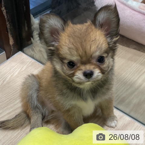 埼玉県のチワワ(ロング) (ペットプラス コクーンシティ店/2026年5月28日生まれ/男の子/フォーンホワイト)の子犬の3枚目の画像