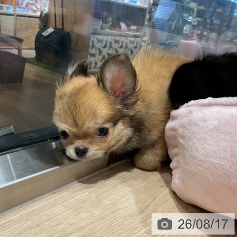 埼玉県のチワワ(ロング) (ペットプラス コクーンシティ店/2026年5月28日生まれ/男の子/フォーンホワイト)の子犬の3枚目の画像