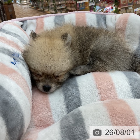 ポメラニアンの写真
