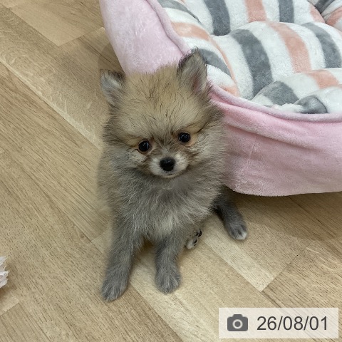 ポメラニアンの写真