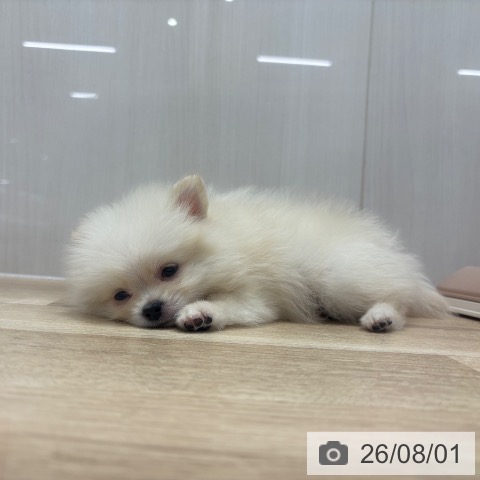 ポメラニアンの写真