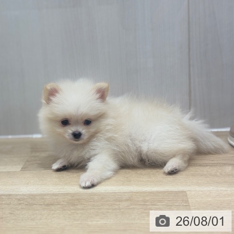 ポメラニアンの写真