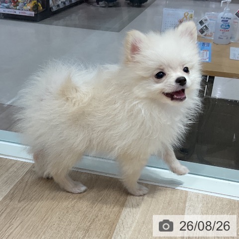 ポメラニアンの写真