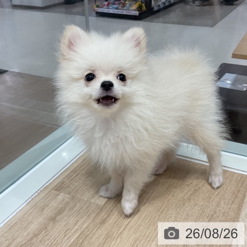 ポメラニアンの写真