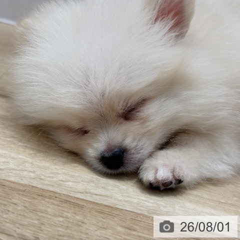 ポメラニアンの写真