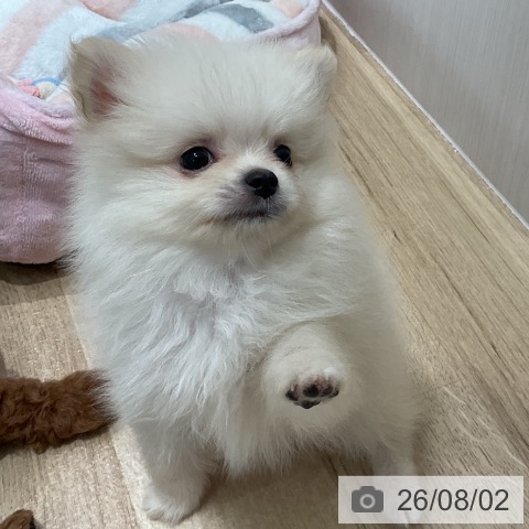 千葉県のポメラニアン (ペットプラス 木更津店/2026年6月1日生まれ/男の子/クリーム)の子犬の3枚目の画像