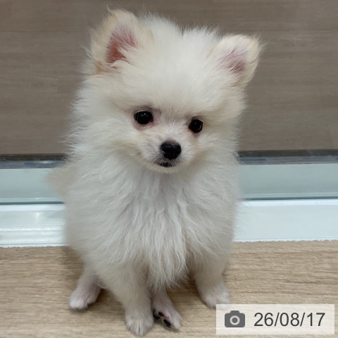 千葉県のポメラニアン (ペットプラス 木更津店/2026年6月1日生まれ/男の子/クリーム)の子犬の3枚目の画像
