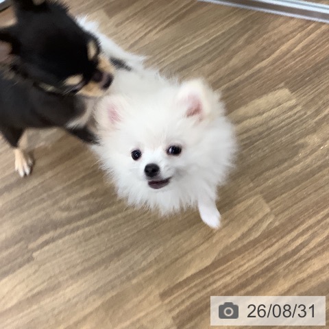 ポメラニアンの写真