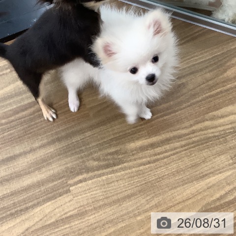 ポメラニアンの写真