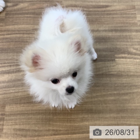 ポメラニアンの写真