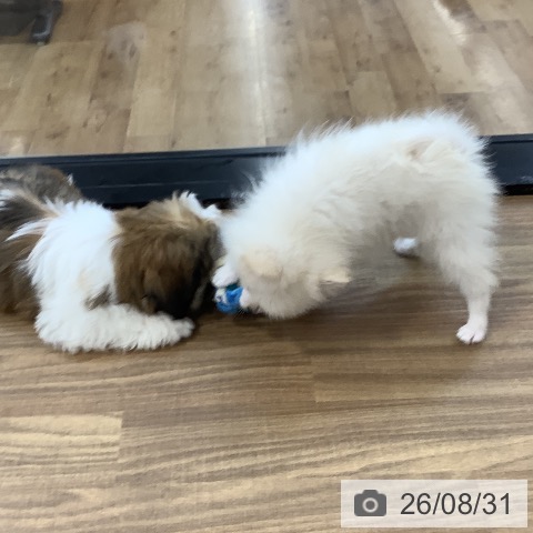 ポメラニアンの写真