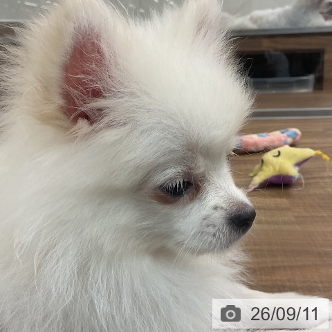 ポメラニアンの写真