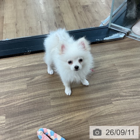 茨城県のポメラニアン (ペッツワン 阿見店/2026年6月1日生まれ/女の子/クリーム)の子犬の4枚目の画像