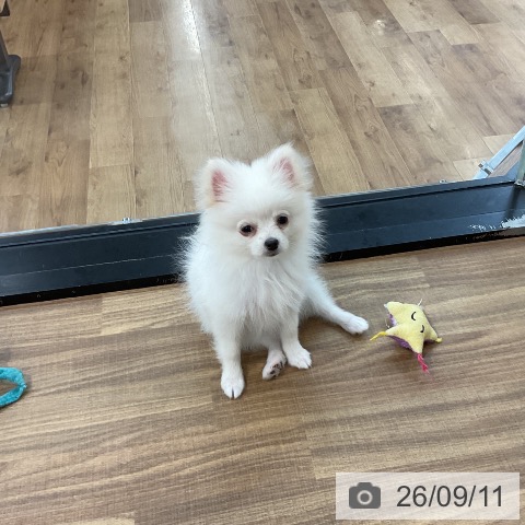 茨城県のポメラニアン (ペッツワン 阿見店/2026年6月1日生まれ/女の子/クリーム)の子犬の3枚目の画像